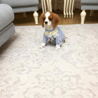 Cavalier King Charles Spanieli, Köpek  Köpük fotoğrafı