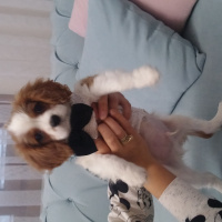 Cavalier King Charles Spanieli, Köpek  Köpük fotoğrafı