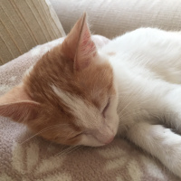 Tekir Kedi, Kedi  Ginny fotoğrafı