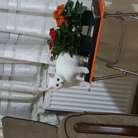Van Kedisi, Kedi  Yumak fotoğrafı