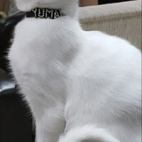 Van Kedisi, Kedi  Yumak fotoğrafı