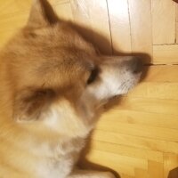 Akita İnu, Köpek  Fox fotoğrafı