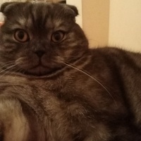 British Shorthair, Kedi  Boncuk fotoğrafı