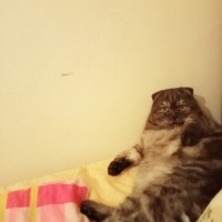 British Shorthair, Kedi  Boncuk fotoğrafı