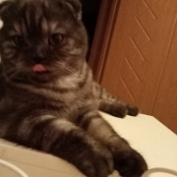 British Shorthair, Kedi  Boncuk fotoğrafı