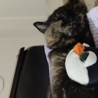 British Shorthair, Kedi  Maja Mia fotoğrafı