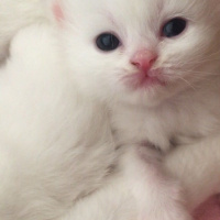 İran Kedisi (Persian), Kedi  liya fotoğrafı