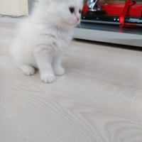 İran Kedisi (Persian), Kedi  liya fotoğrafı