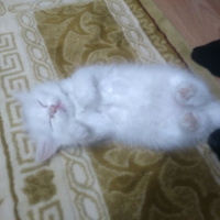 İran Kedisi (Persian), Kedi  liya fotoğrafı