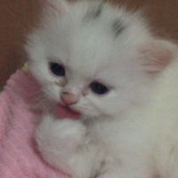 İran Kedisi (Persian), Kedi  liya fotoğrafı