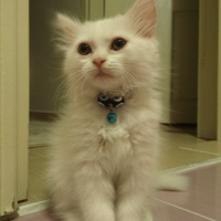 İran Kedisi (Persian), Kedi  liya fotoğrafı