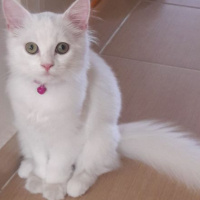 İran Kedisi (Persian), Kedi  liya fotoğrafı