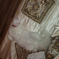 İran Kedisi (Persian), Kedi  liya fotoğrafı