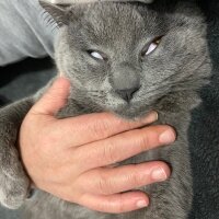 British Shorthair, Kedi  Venüs fotoğrafı