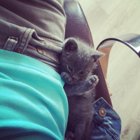 British Shorthair, Kedi  Gofret fotoğrafı