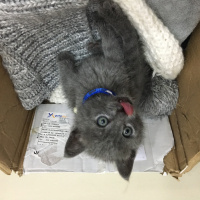 British Shorthair, Kedi  Gofret fotoğrafı