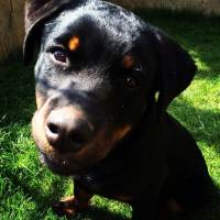 Rottweiler, Köpek  Paşa fotoğrafı