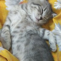 British Shorthair, Kedi  Duman fotoğrafı