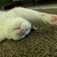 Tekir Kedi, Kedi  Pamuk fotoğrafı