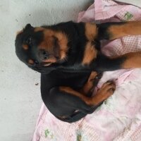 Rottweiler, Köpek  Şila fotoğrafı