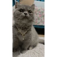 British Shorthair, Kedi  Lucy fotoğrafı