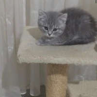 Scottish Fold, Kedi  Pamuk fotoğrafı