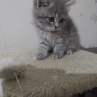 Scottish Fold, Kedi  Pamuk fotoğrafı