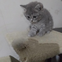 Scottish Fold, Kedi  Pamuk fotoğrafı