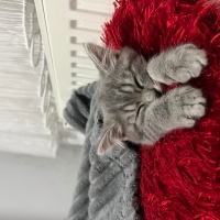 Scottish Fold, Kedi  Pamuk fotoğrafı