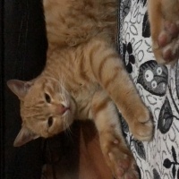Sarman, Kedi  Tarçın fotoğrafı