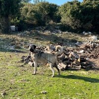 Kangal, Köpek  Arap fotoğrafı