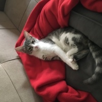 Tekir Kedi, Kedi  Mia fotoğrafı