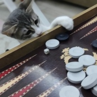 Tekir Kedi, Kedi  Mia fotoğrafı