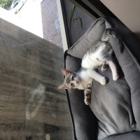 Tekir Kedi, Kedi  Mia fotoğrafı