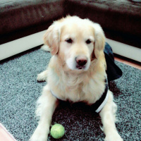 Golden Retriever, Köpek  Tarçın  fotoğrafı