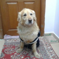 Golden Retriever, Köpek  Tarçın  fotoğrafı