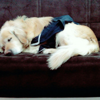 Golden Retriever, Köpek  Tarçın  fotoğrafı