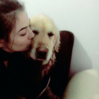 Golden Retriever, Köpek  Tarçın  fotoğrafı