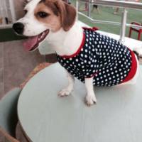 Jack Russell Terrier, Köpek  COFFEE fotoğrafı