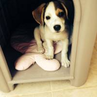 Jack Russell Terrier, Köpek  COFFEE fotoğrafı