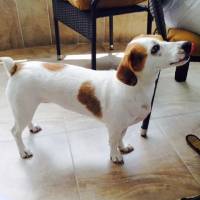 Jack Russell Terrier, Köpek  COFFEE fotoğrafı