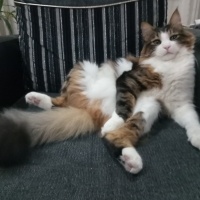 Tekir Kedi, Kedi  İncir fotoğrafı