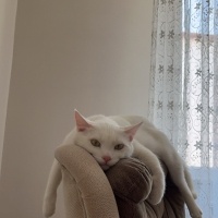 Van Kedisi, Kedi  Şeker fotoğrafı