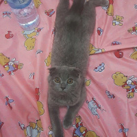 Scottish Fold, Kedi  Paticik fotoğrafı