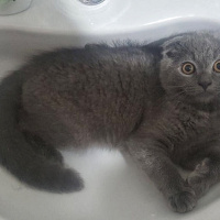 Scottish Fold, Kedi  Paticik fotoğrafı