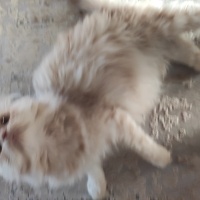 Ankara Kedisi, Kedi  Mırmır fotoğrafı