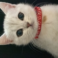 British Shorthair, Kedi  Mia fotoğrafı