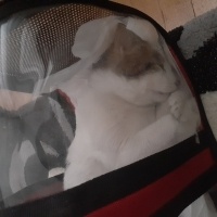 Tekir Kedi, Kedi  Pamuk cemal fotoğrafı