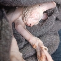 Sphynx, Kedi  Dobby fotoğrafı