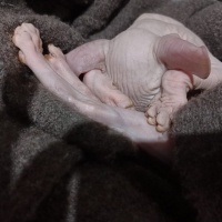 Sphynx, Kedi  Dobby fotoğrafı